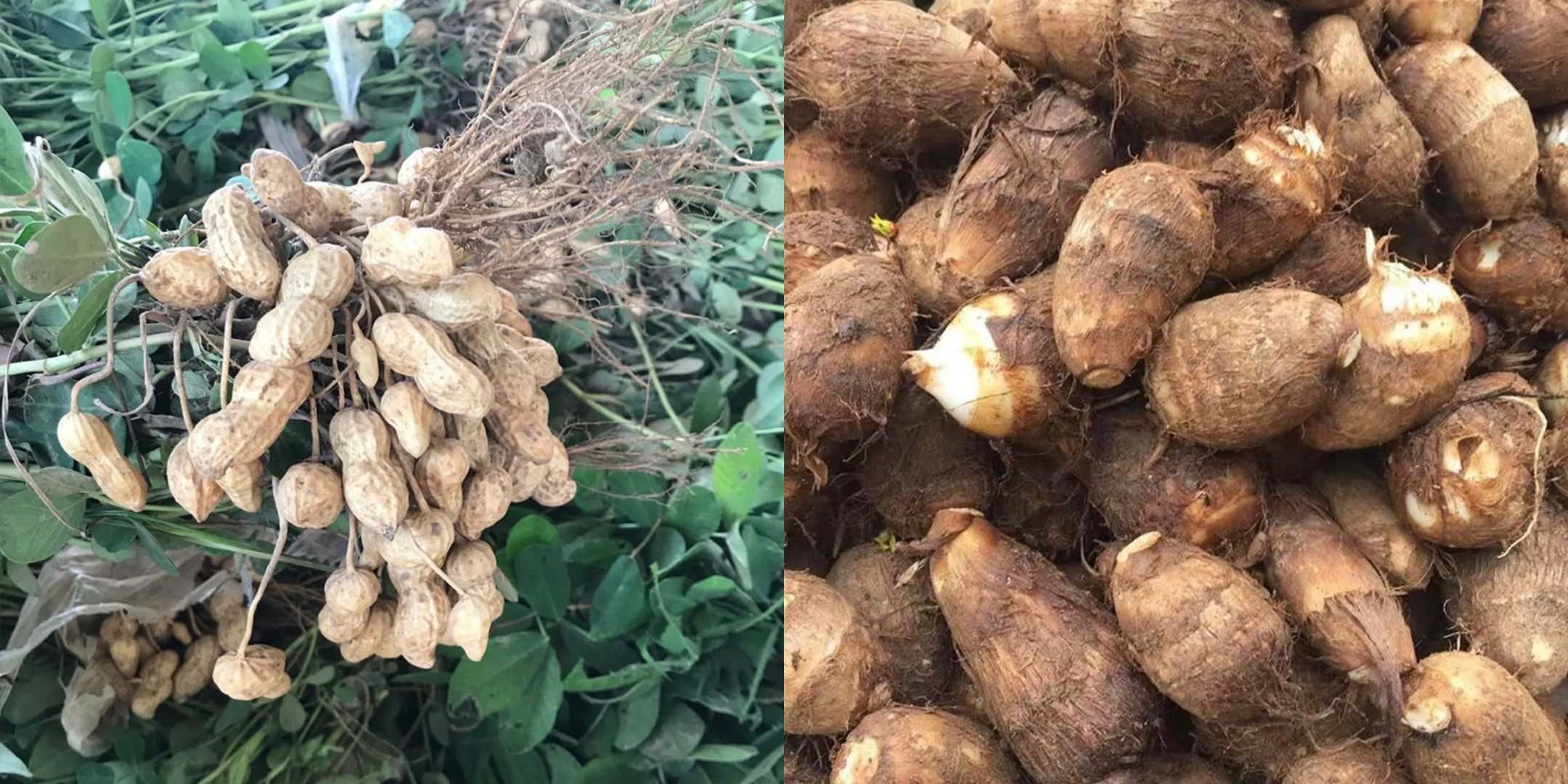 农家自种花生与芋头：带泥新鲜出土