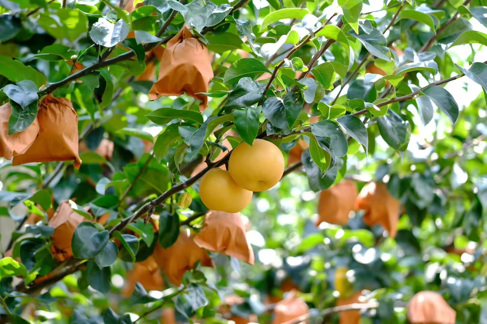 沐丰农家果园丰水，秋月梨：果形饱满多汁