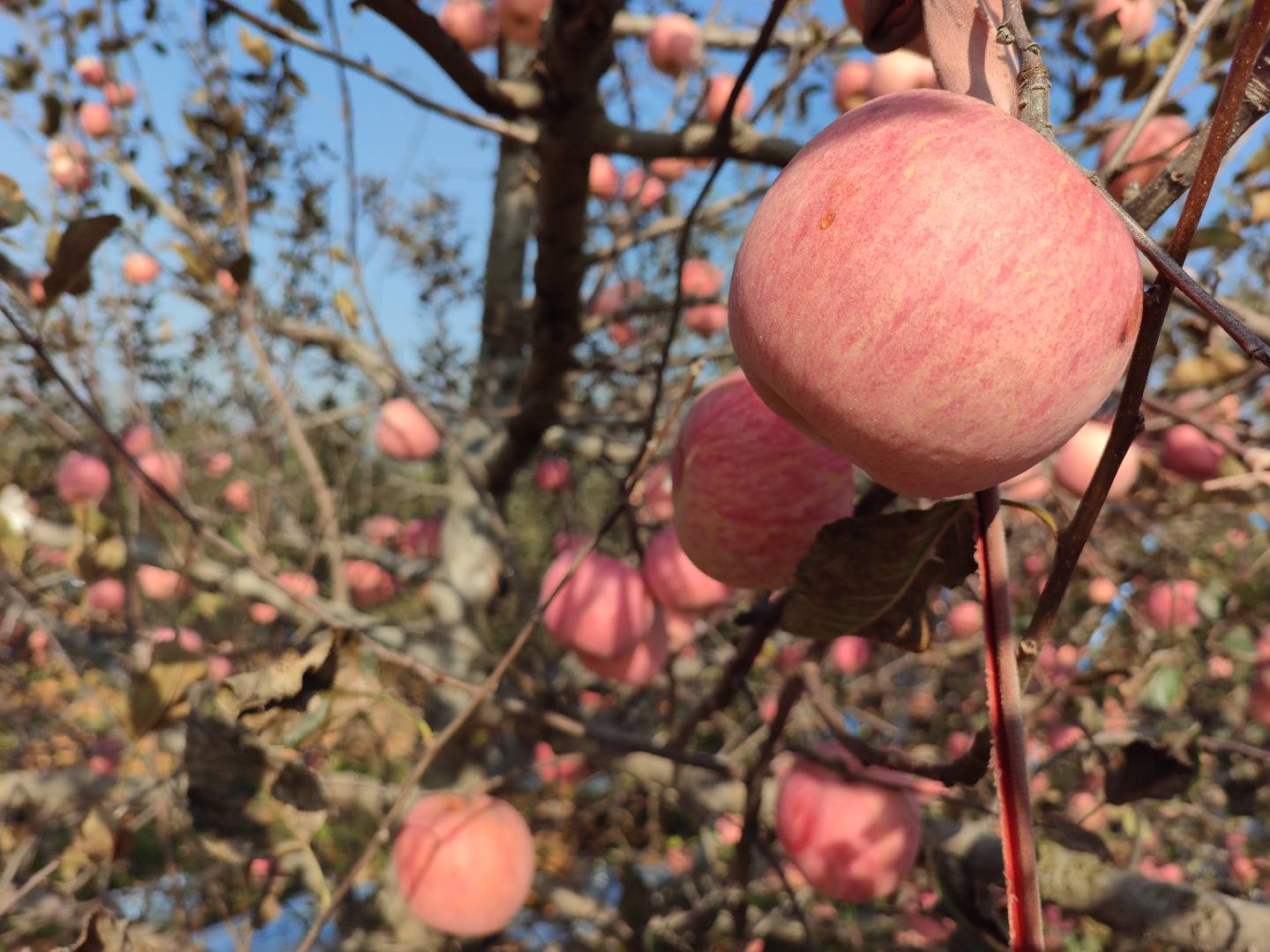 沐丰农家果园红富士苹果：果面红润带果锈