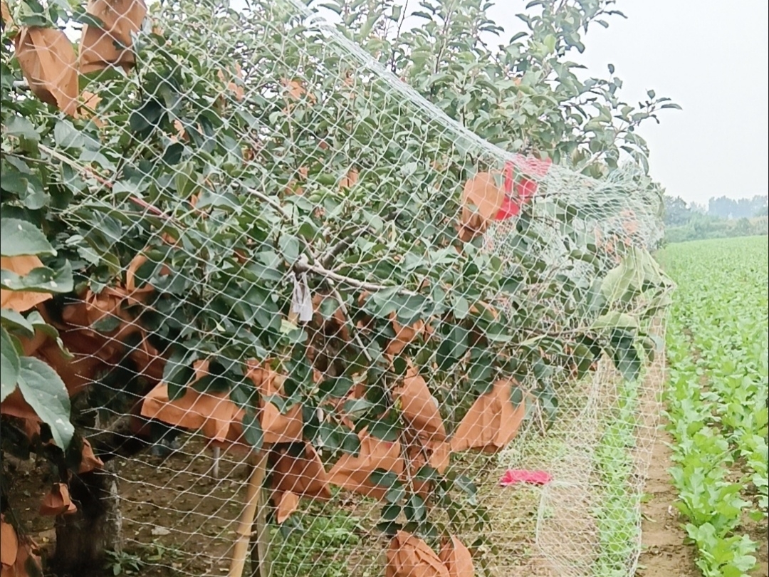 果园使用物理防虫网与自制堆肥